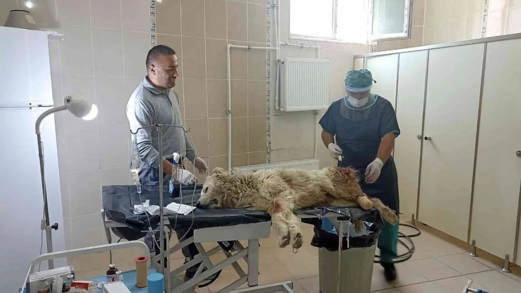 Bacağı kangren olan köpek tedavi altına alındı
