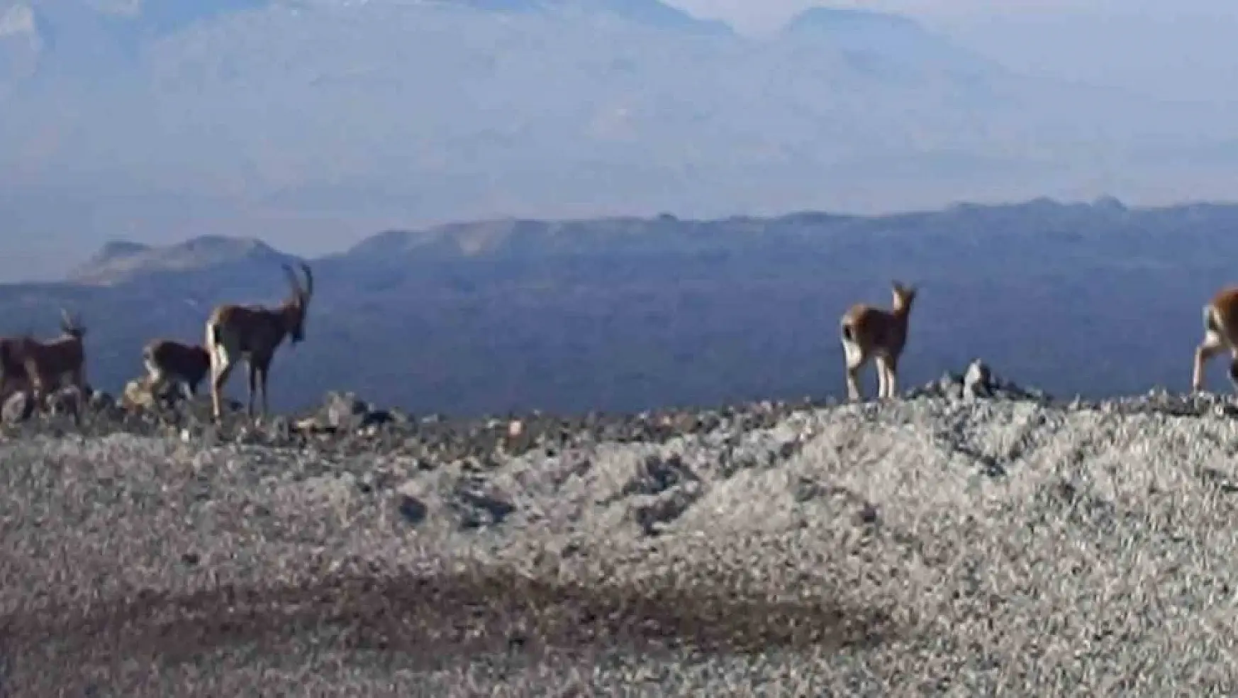 Ağrı'da 'Dağ Keçileri' sürü halinde görüntülendi