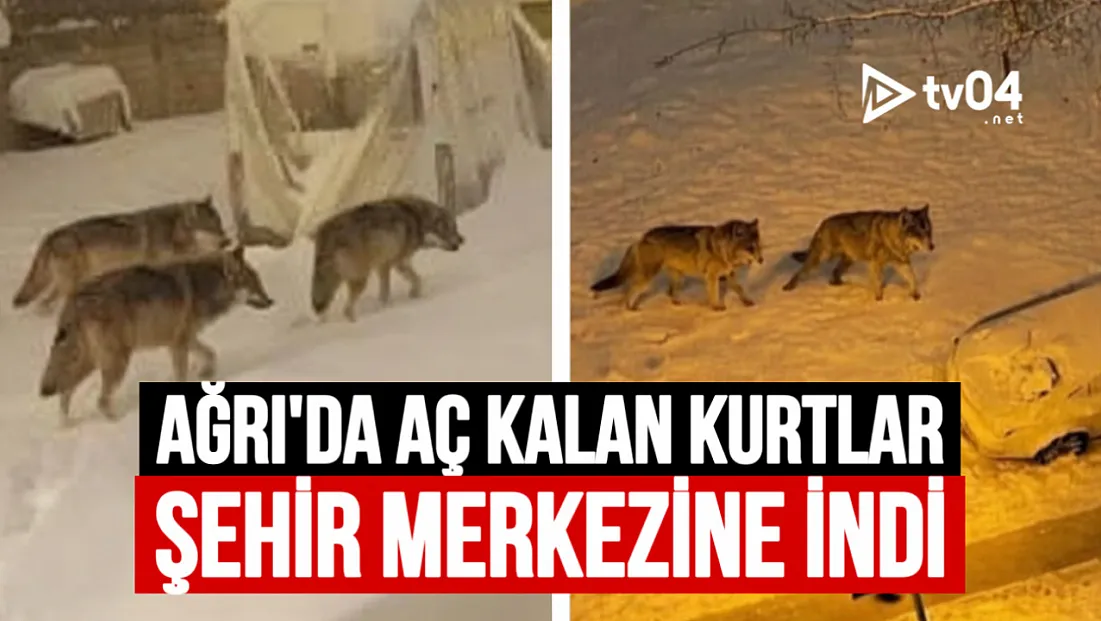 Ağrı’da Aç Kalan Kurtlar Şehir Merkezine İndi