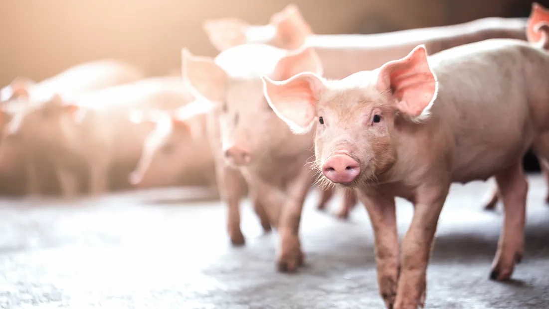 Domuz Eti Hangi Dinlerde Haram?