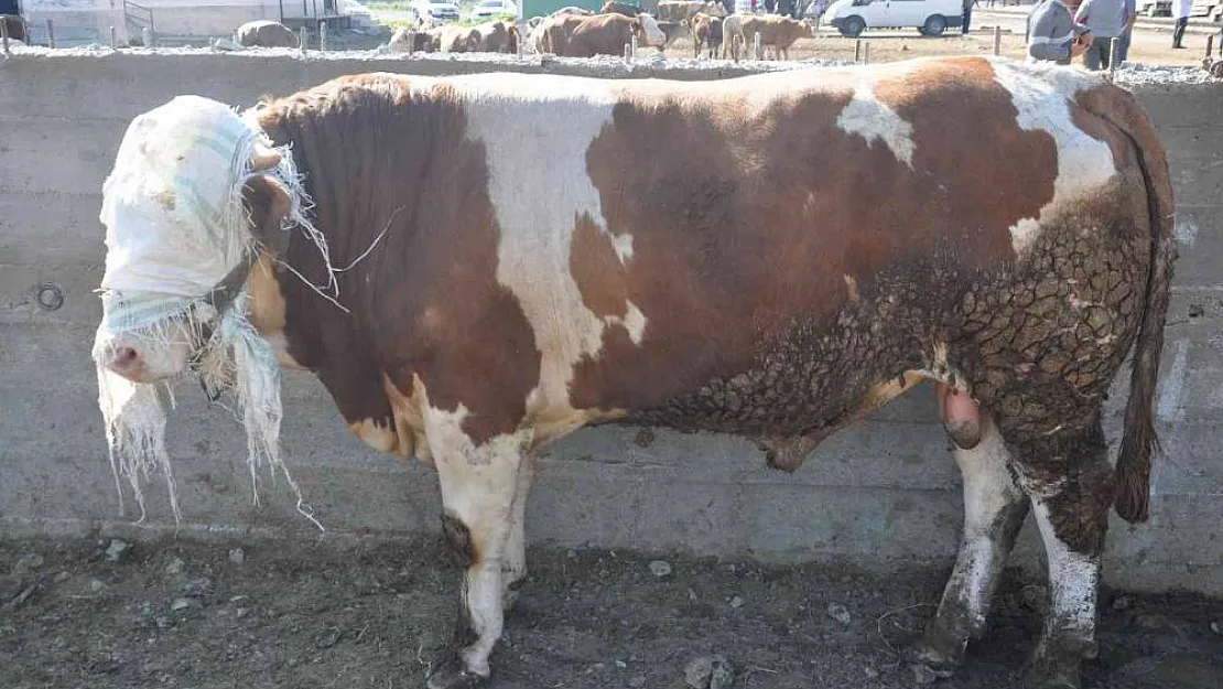 Kars Hayvan Pazarı'nın gözdesi 800 kiloluk Paşa

