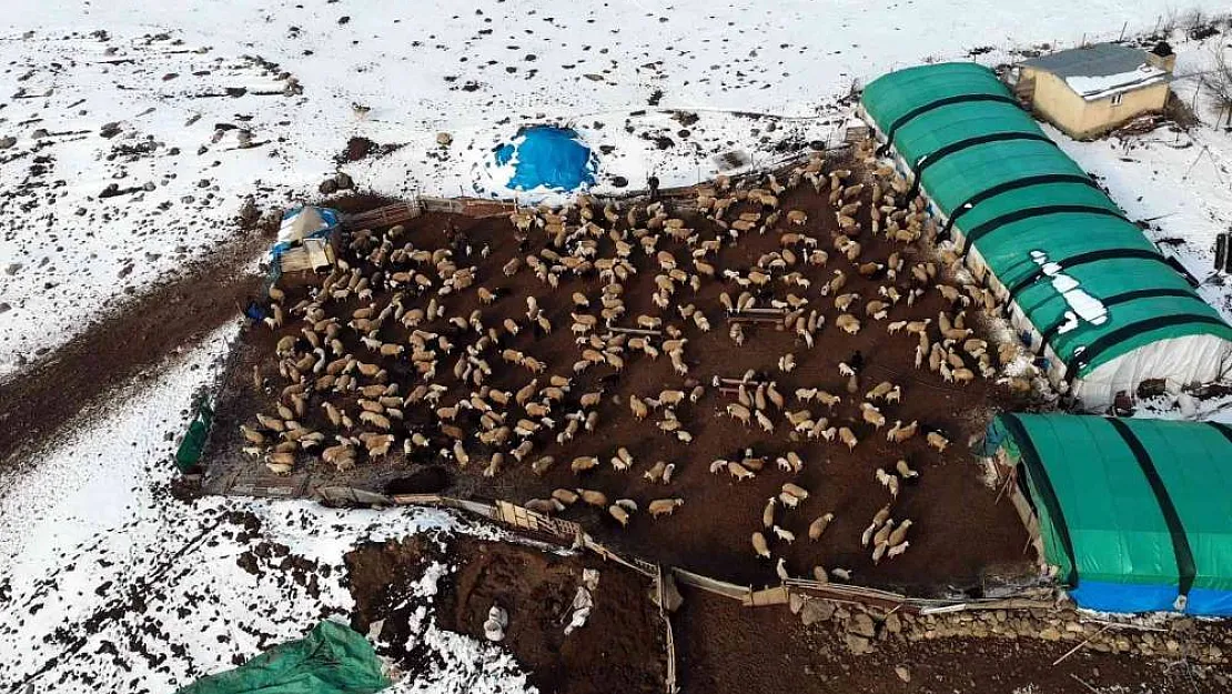 Süt kuzuları günde 2 defa anneleriyle buluşturuluyor
