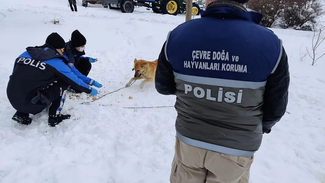 Elazığ HAYDİ ekibi sokak hayvanlarını unutmadı

