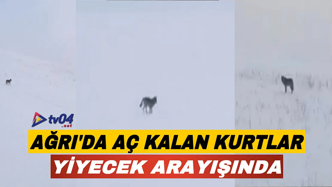 Aç kalan kurtlar yiyecek arayışına girdi