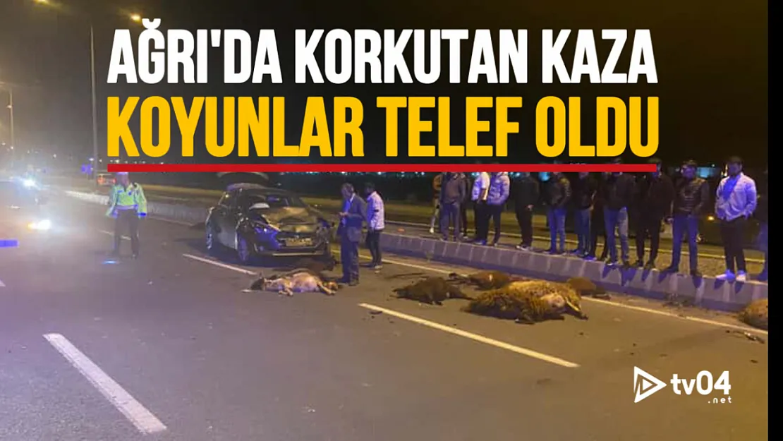Ağrı Çevre Yolu'nda Trafik Kazası: Koyun Sürüsüne Çarpan Araçta Maddi Hasar Meydana Geldi
