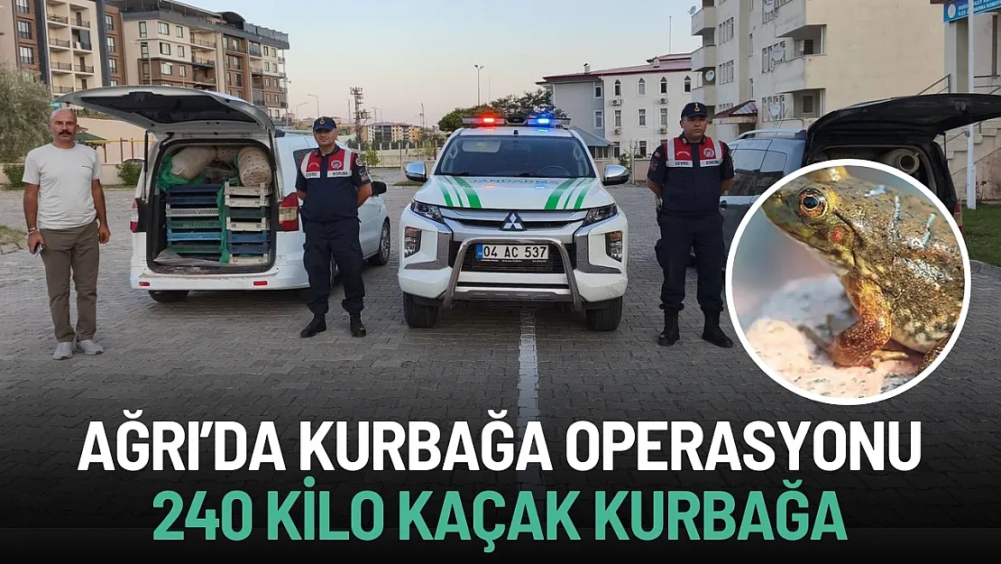 Ağrı'da kaçak kurbağa operasyonu: 240 kilo ele geçirildi!