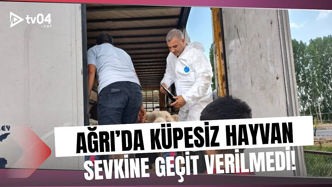 Ağrı'da Küpesiz ve Kayıtsız 158 Küçükbaş Hayvan Tespit Edildi: Denetimler Sürüyor