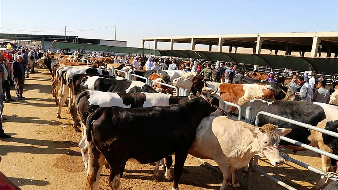 Ağrı'da Kurban Bayramı Yaklaşırken Dolandırıcılara Dikkat: Uzmanlardan Önemli Uyarılar!