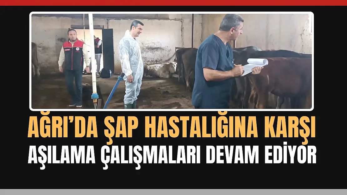 Ağrı'da Şap Hastalığına Karşı Aşılama Çalışmaları Devam Ediyor