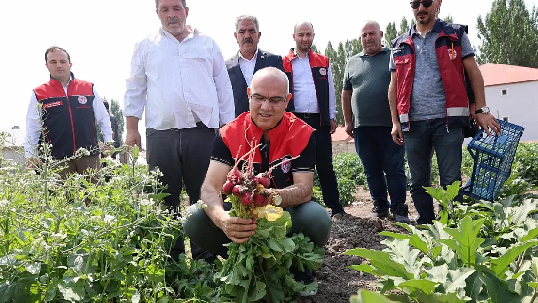 Ağrı'da Sebze Hasadı Başladı: 14 Bin Ton Verim Bekleniyor
