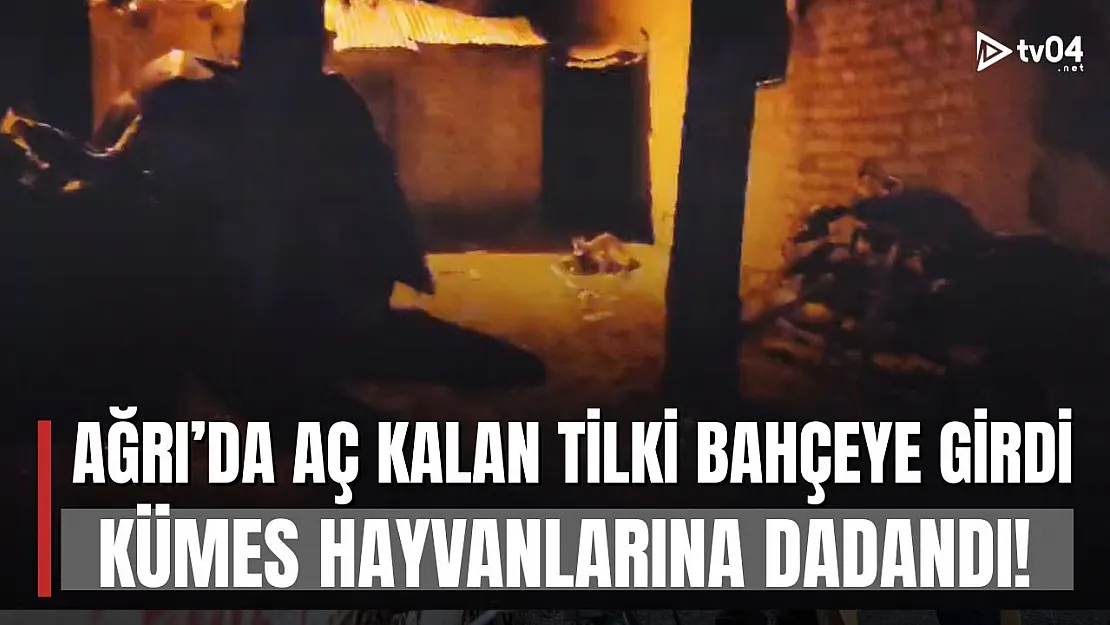 Ağrı'da şehir merkezine inen tilki paniğe neden oldu!