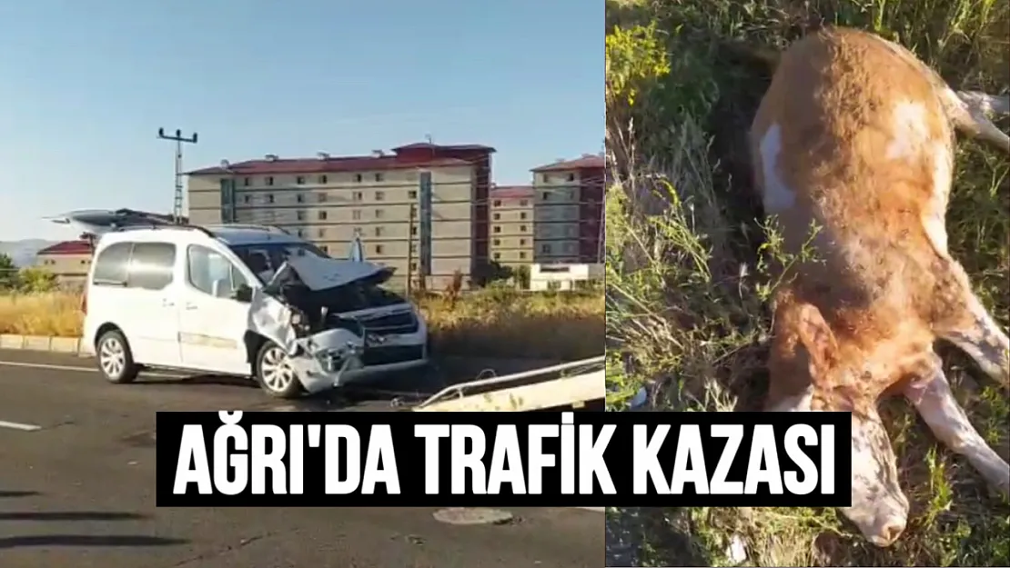 Ağrı'da Trafik Kazası: Araç Büyükbaş Hayvana Çarptı