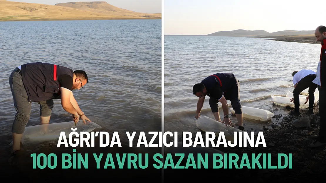 Ağrı'da Yazıcı Barajı'na 100 Bin Yavru Sazan Bırakıldı