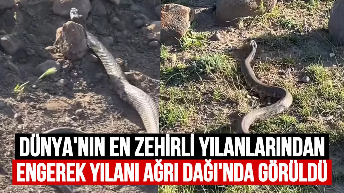Ağrı Dağı Eteklerinde Korkutan Görüntü: Dünyanın En Zehirli Yılanlarından Engerek Yılanı Tespit Edildi!