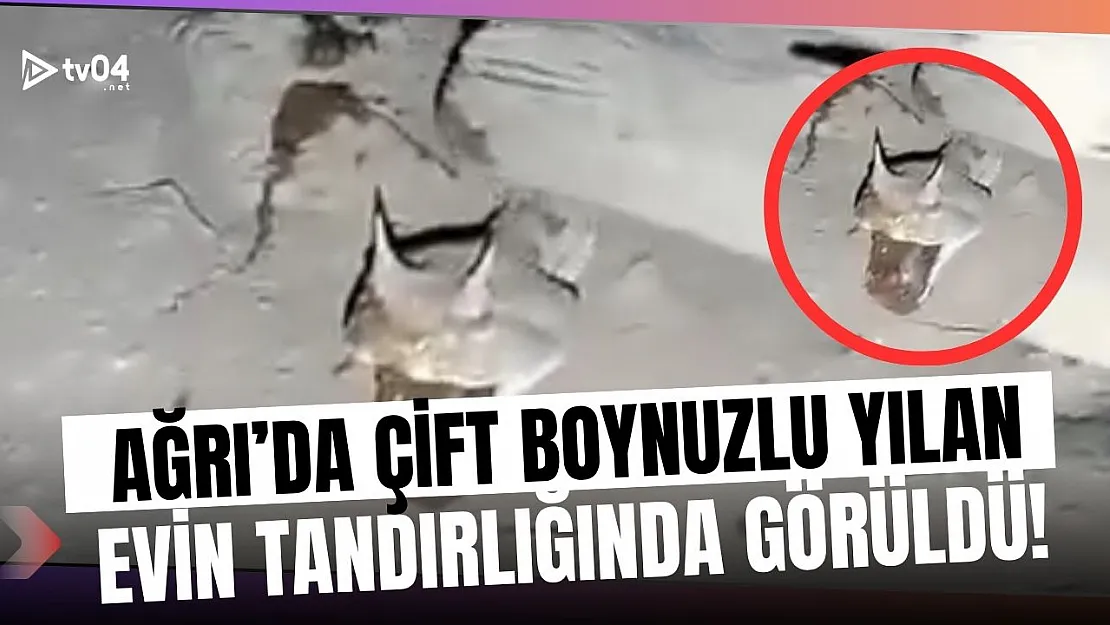 Ağrı'nın Eleşkirt İlçesinde Tandırda Çift Boynuzlu Yılan Paniği!