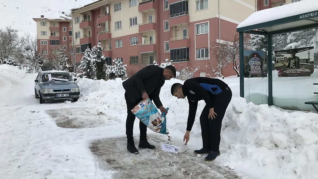 Arapgir Belediyesi, sokak hayvanlarını unutmadı

