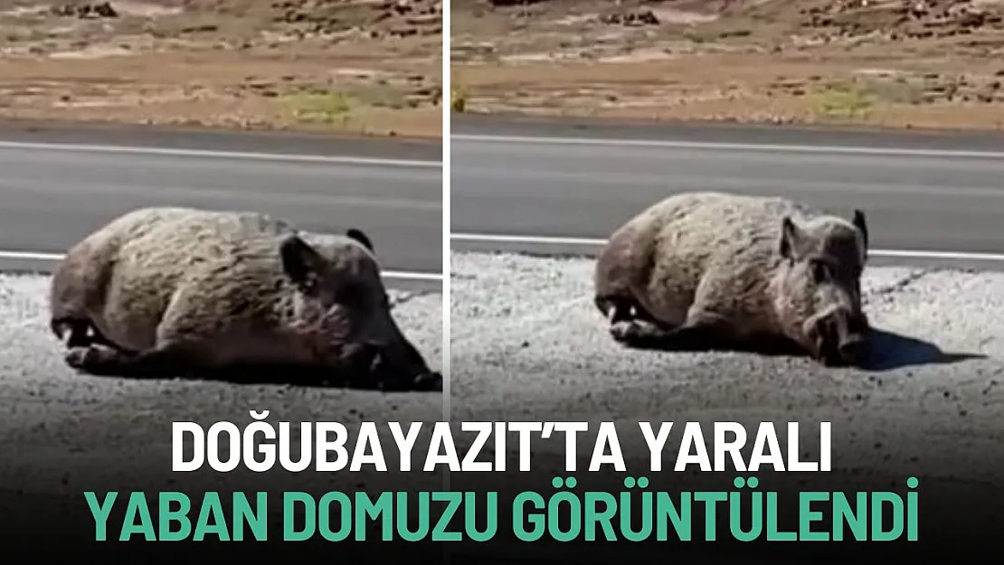 Doğubayazıt'ta Yaralı Yaban Domuzu Görüntülendi