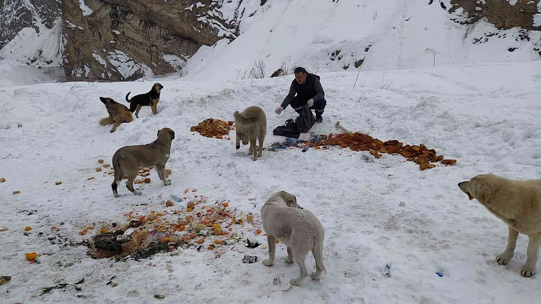 Hakkari'de sokak hayvanları için doğaya yiyecek bırakıldı
