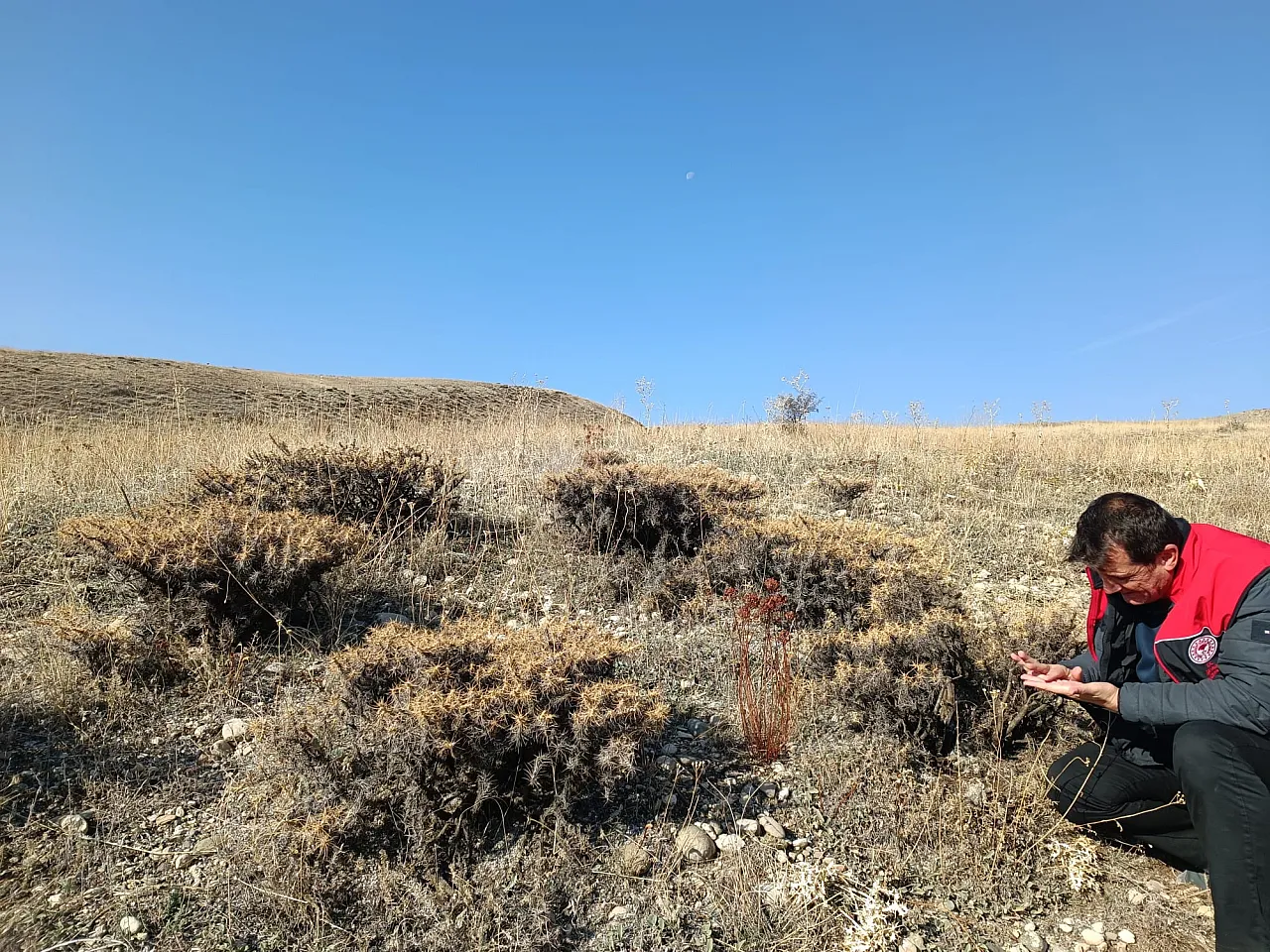 Ağrı'da Buğdayın Kalitesini Koruma Çalışmaları: Süne Zararlısı Takipte