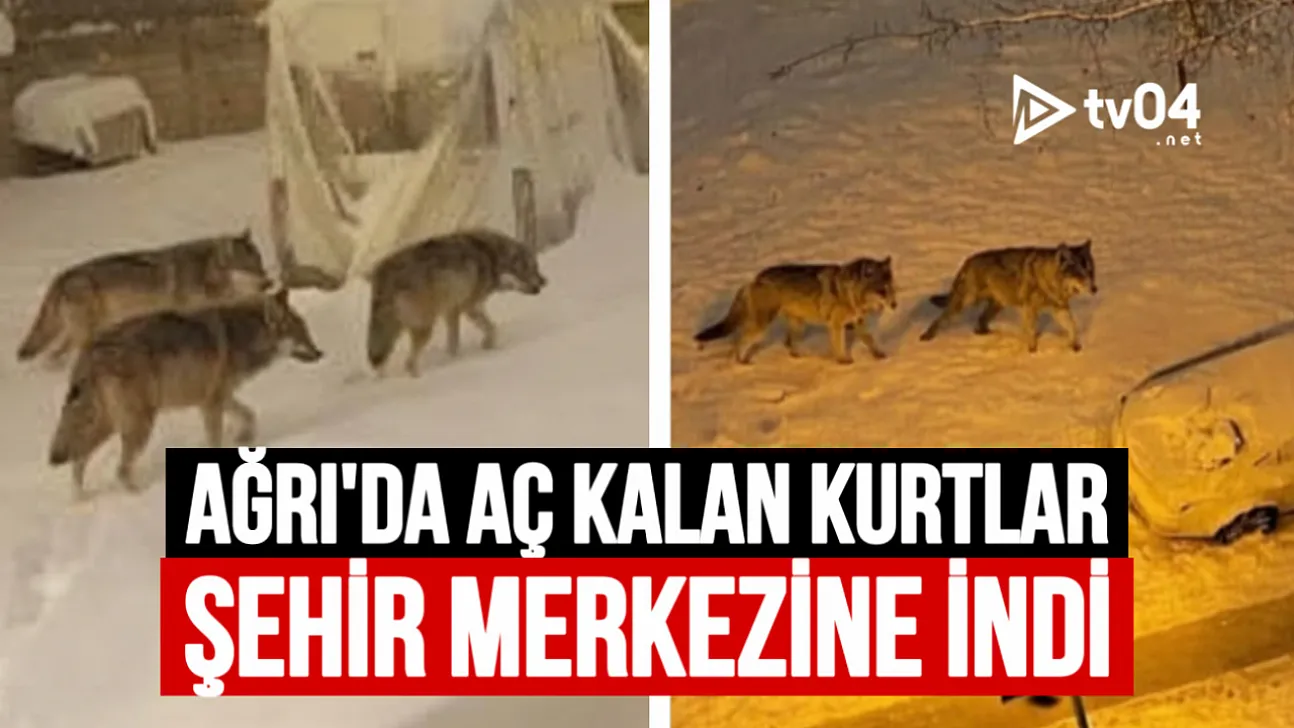 Ağrı'da Aç Kalan Kurtlar Şehir Merkezine İndi