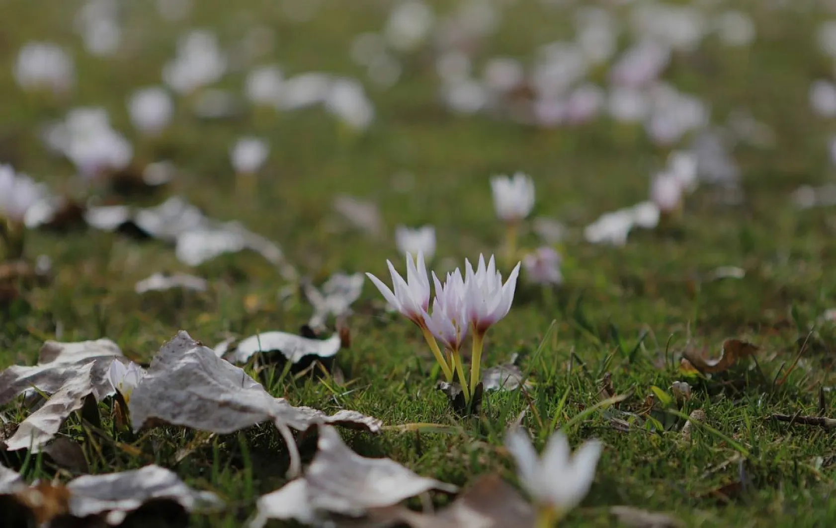 Ağrı'da baharın gelişi ile doğa uyandı
