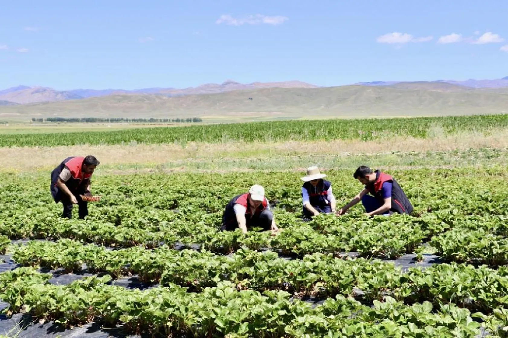 Ağrı'da toprakta hayat bulan çileklerden 1 yılda 400 ton verim elde edildi