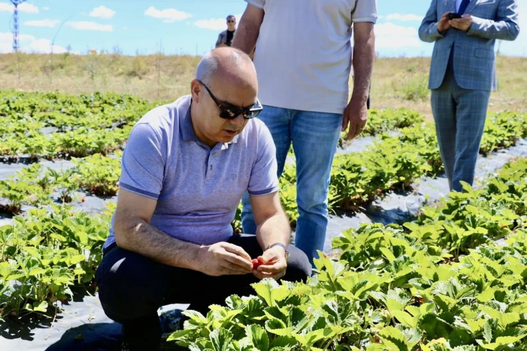 Ağrı'da toprakta hayat bulan çileklerden 1 yılda 400 ton verim elde edildi
