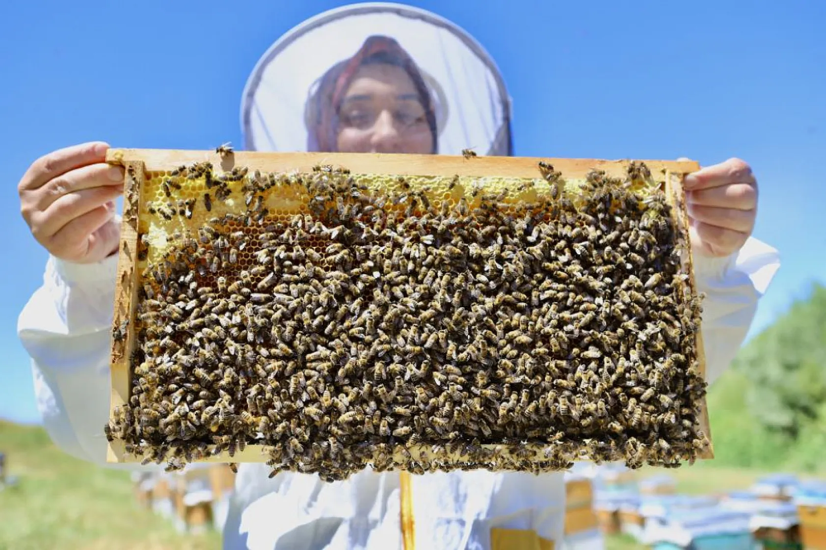 Ağrı'da kadın işletmecinin büyük başarısı! Yılda 3 ton bal elde ediyor