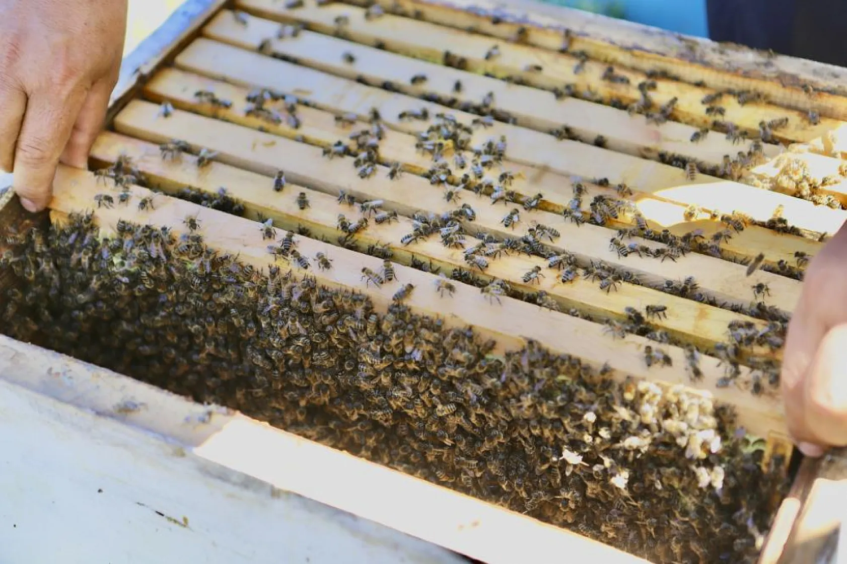 Ağrı'da kadın işletmecinin büyük başarısı! Yılda 3 ton bal elde ediyor