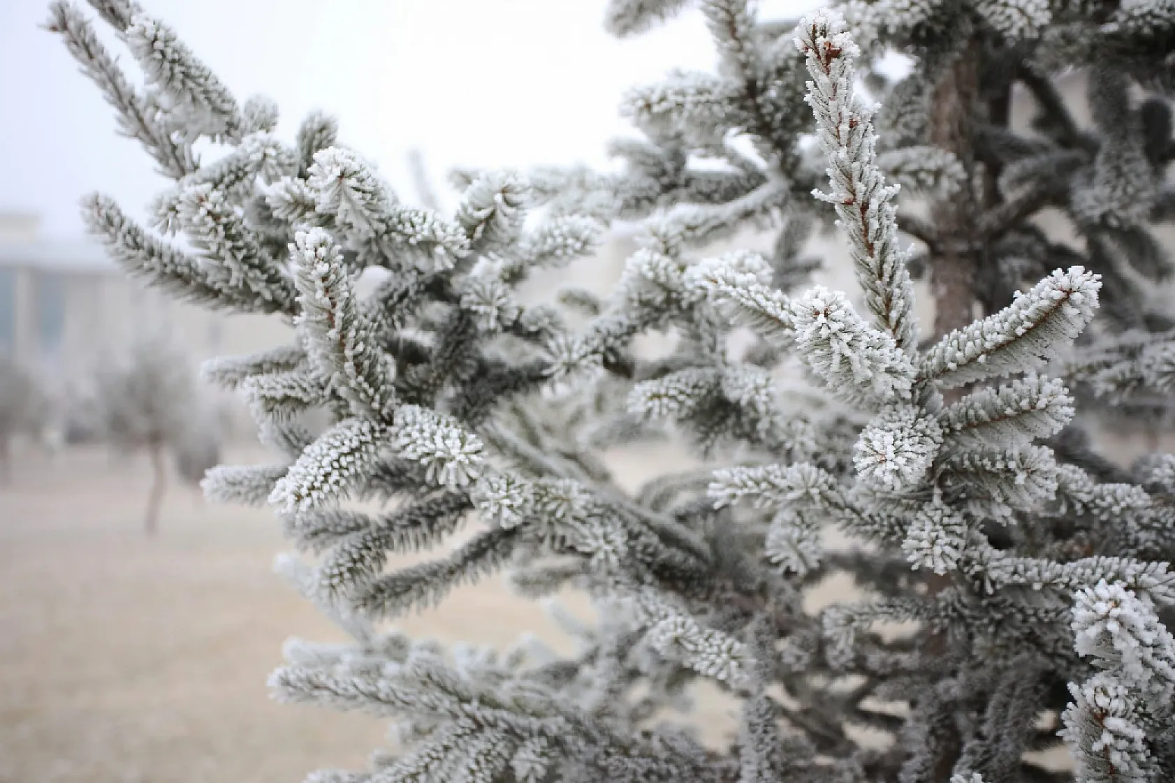 Ağrı İbrahim Çeçen Üniversitesi'nde Kırağı Manzarası Büyüledi