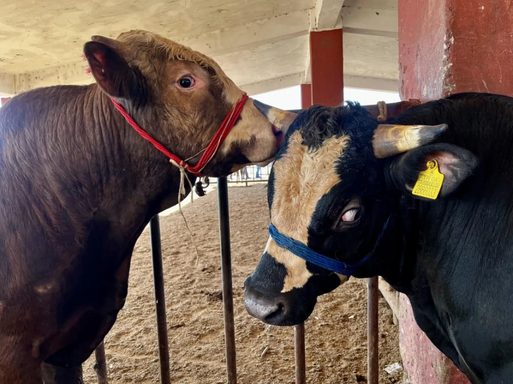 Ağrı'dan Batı illerine sevk edilen kurbanlık oranında düşüş yaşandı