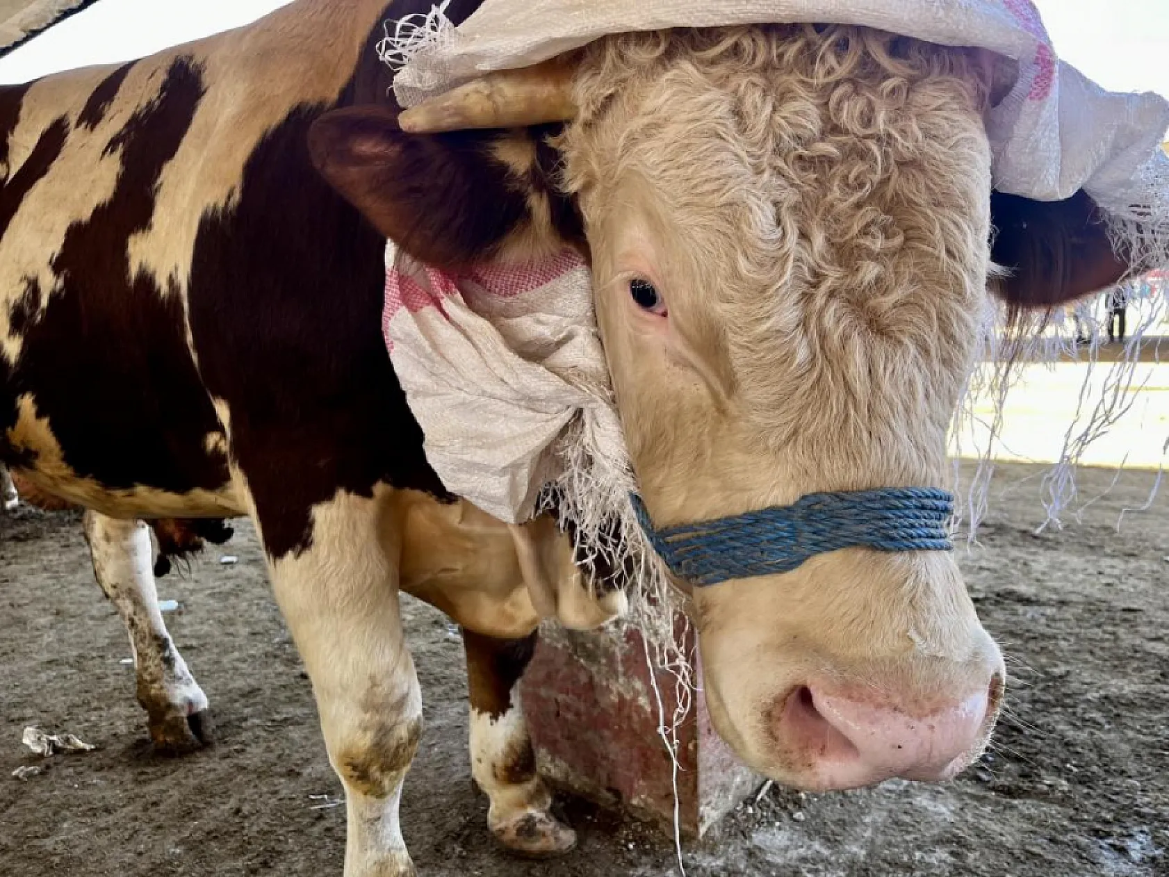 Ağrı'dan Batı illerine sevk edilen kurbanlık oranında düşüş yaşandı