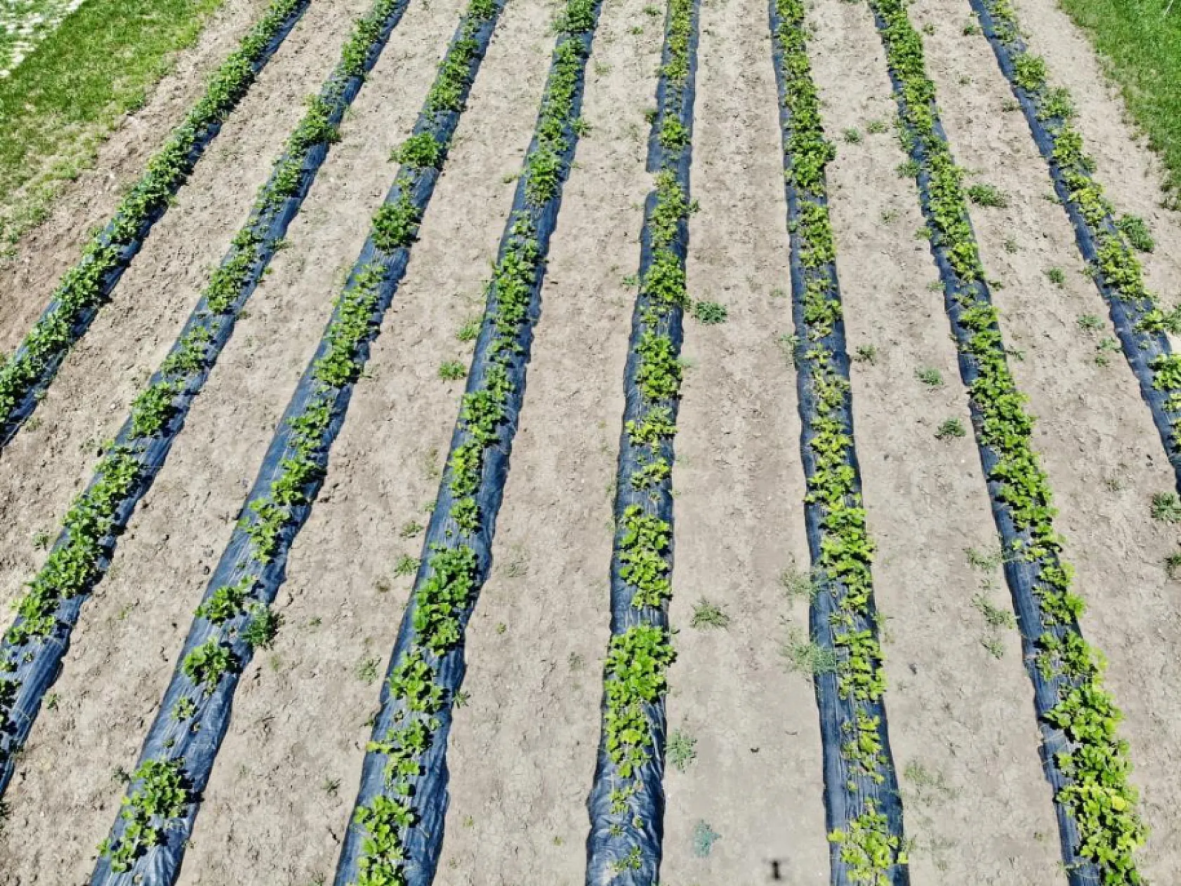 Ağrı'da toprakta hayat bulan çileklerden 1 yılda 400 ton verim elde edildi