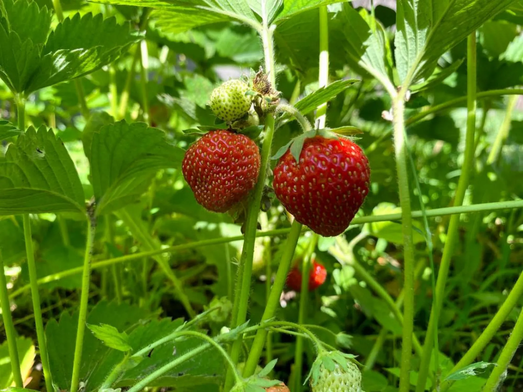 Ağrı'da toprakta hayat bulan çileklerden 1 yılda 400 ton verim elde edildi