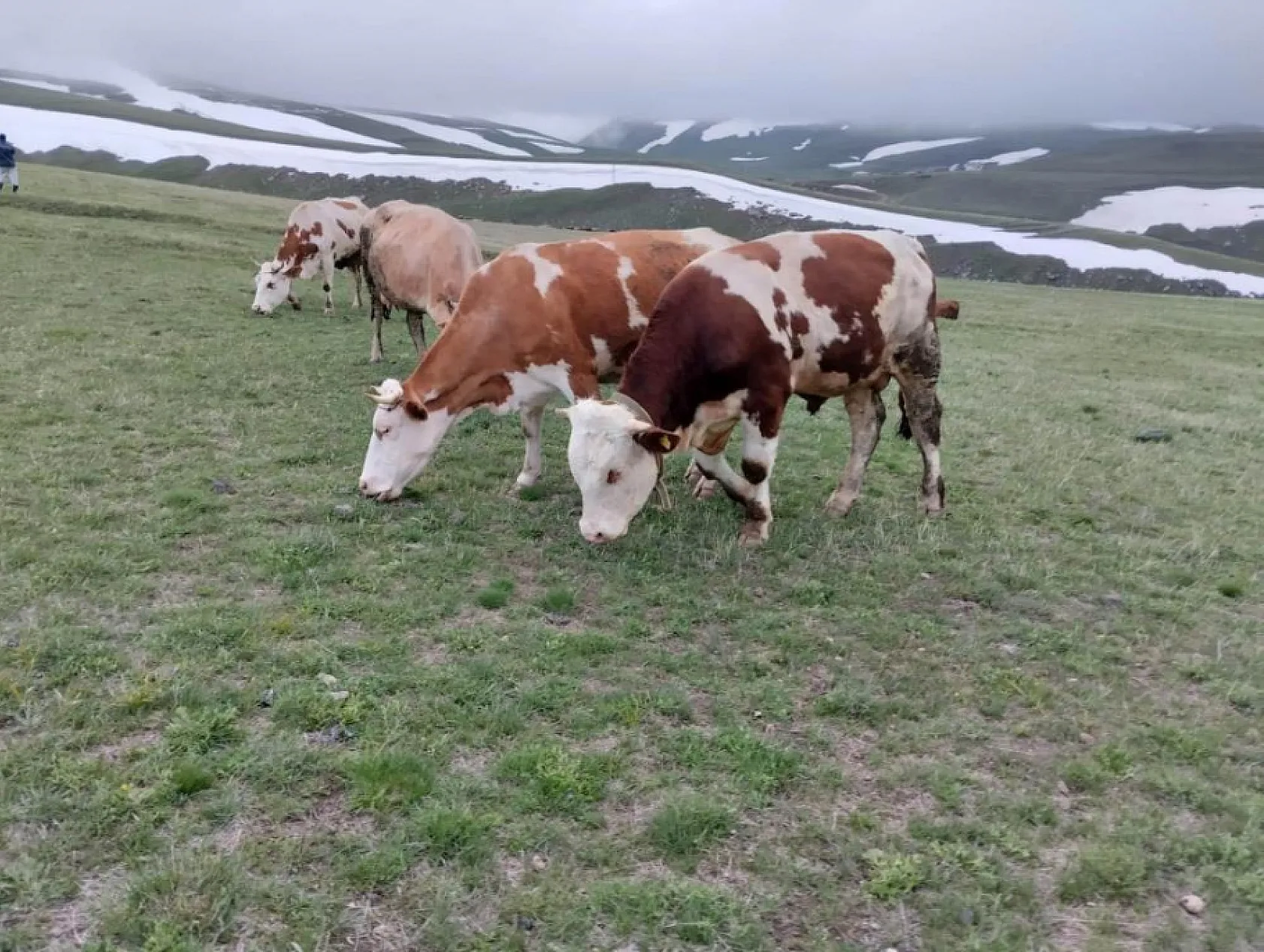 Ağrı'da kar yağışı köylüleri şaşırttı: 'Batıda tatil havası, bizde kar'