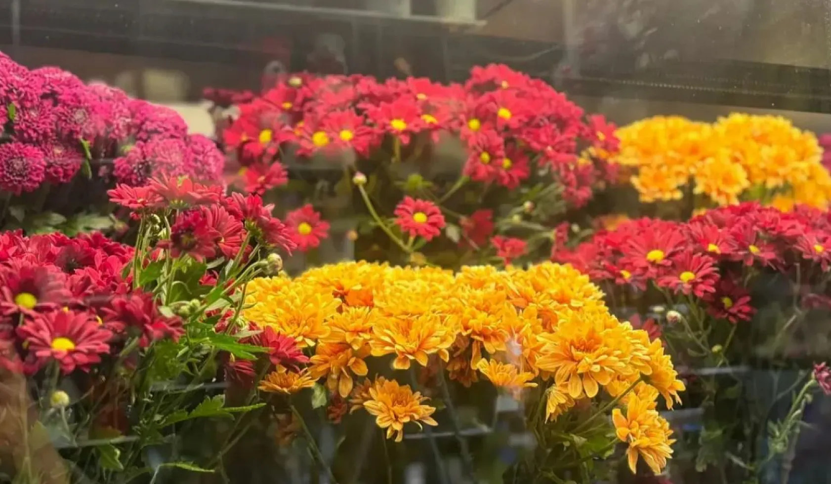 Ağrı'da Aşkın Bedeli Ağır: Sevgililer Günü Çiçeksiz Geçecek