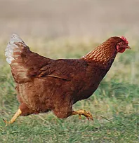 Türkiye'de 2024'te 1 Milyar 367 Milyon Tavuk Kesildi