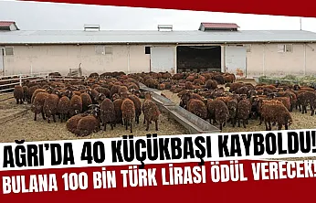 Ağrı'da 40 Küçükbaş Hayvan Kayboldu: 100 Bin TL Ödül