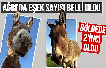 TÜİK Verilerine Göre Ağrı'daki Eşek Sayısı Açıklandı