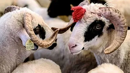 Kurban Bayramı Tatili Uzatılmadı! Kamu Çalışanlarına 5 Günlük İdari İzin