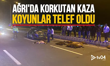 Ağrı Çevre Yolu'nda Trafik Kazası: Koyun Sürüsüne Çarpan Araçta Maddi Hasar Meydana Geldi