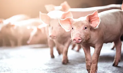 Domuz Eti Hangi Dinlerde Haram?