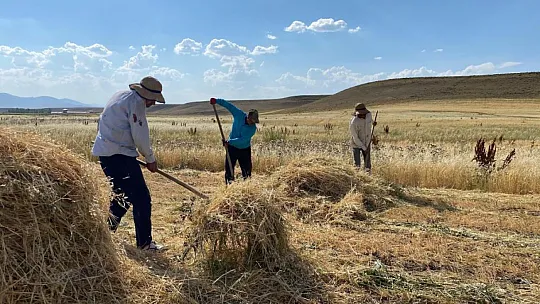 Sıcak havaya rağmen çiftçiler hasada devam ediyor