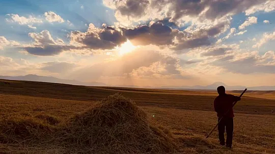 Sıcak havaya rağmen çiftçiler hasada devam ediyor