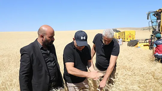 Ağrı'da buğdaylar hasat edilmeye başlandı! 550 bin ton verim bekleniyor