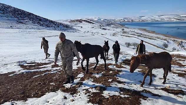 Ekipler, adada mahsur kalan ve ölmek üzere olan yılkı atlarını kurtarmak için seferber oldu
