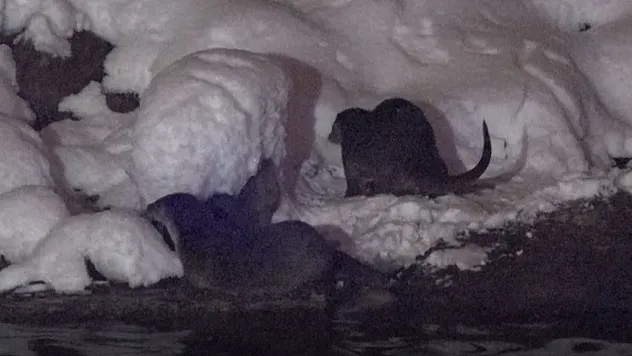 Koruma altında bulunan su samurları Munzur Çayı'nda görüntülendi
