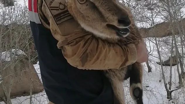 Yaralı dağ keçisi koruma altına alındı
