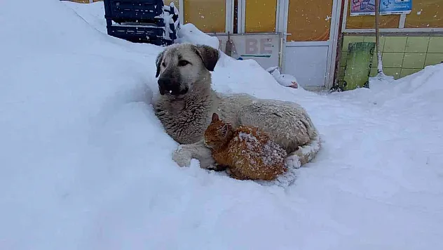 Kedi, kar yağışından korunmak için köpeğe sığındı
