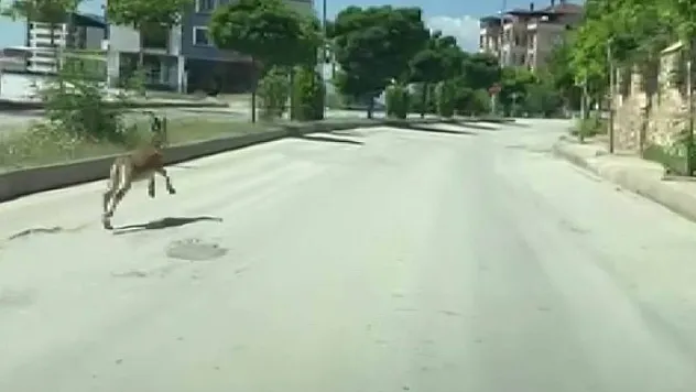 Nesli koruma altında olan dağ keçisi, şehir merkezinde araçla yarıştı
